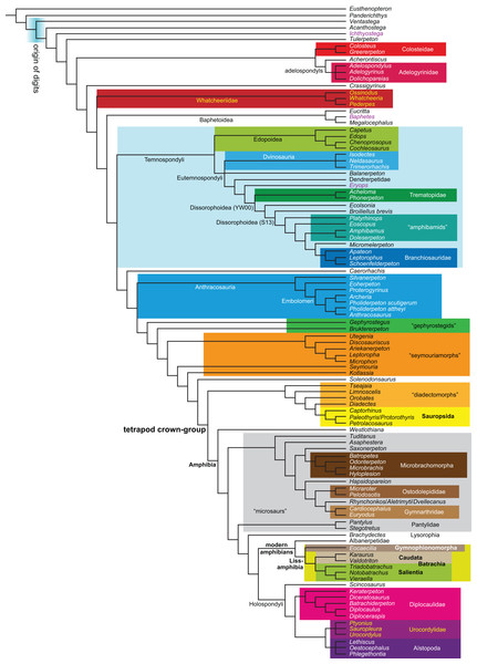 Phylogeny of Paleozoic limbed vertebrates reassessed through