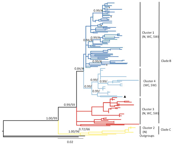 Bayesian phylogram based on the combined analysis of mtDNA control region and cytochrome b data drawn from 146 Macronycteris commersoni individuals.
