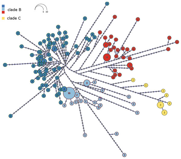 Haplotype network of the combined mtDNA control region and cytochrome b data drawn from 146 individual Macronycteris commersoni.
