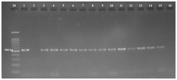 Agarose gel (1.5%) stained showing amplicons of Toxoplasmagondii.