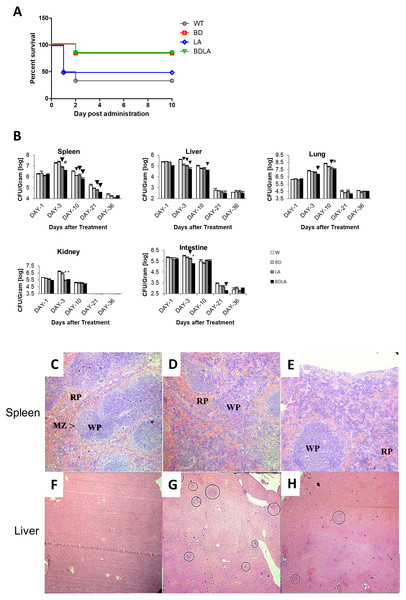 Survival curve (A) in vivo colonization of microbe in vital organs of tumour free mice (B) and histopathology findings (C).