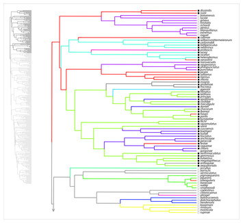 The existence and evolution of morphotypes in Anolis lizards ...