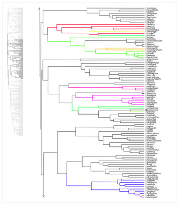 The existence and evolution of morphotypes in Anolis lizards ...