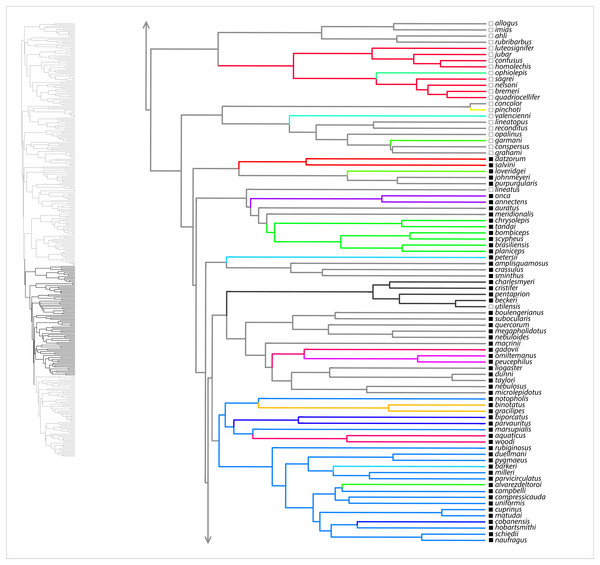SURFACE results on maximum clade credibility tree for Anolis clades Trachypilus, Placopsis, part of Draconura.