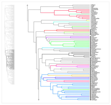 The existence and evolution of morphotypes in Anolis lizards ...