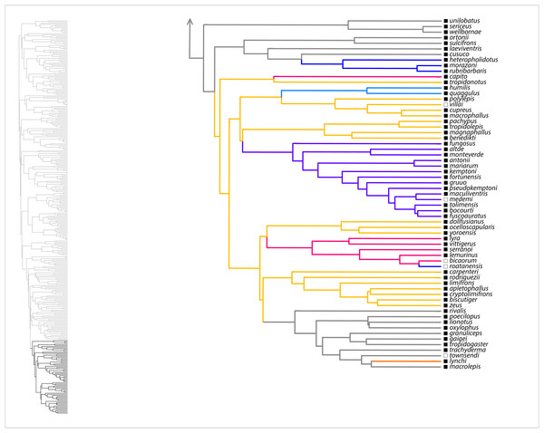 SURFACE results on maximum clade credibility tree for part of Anolis clade Draconura.