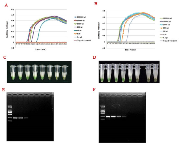 Comparison of hantavirus detection sensitivity by RT-LAMP and RT-PCR assays.