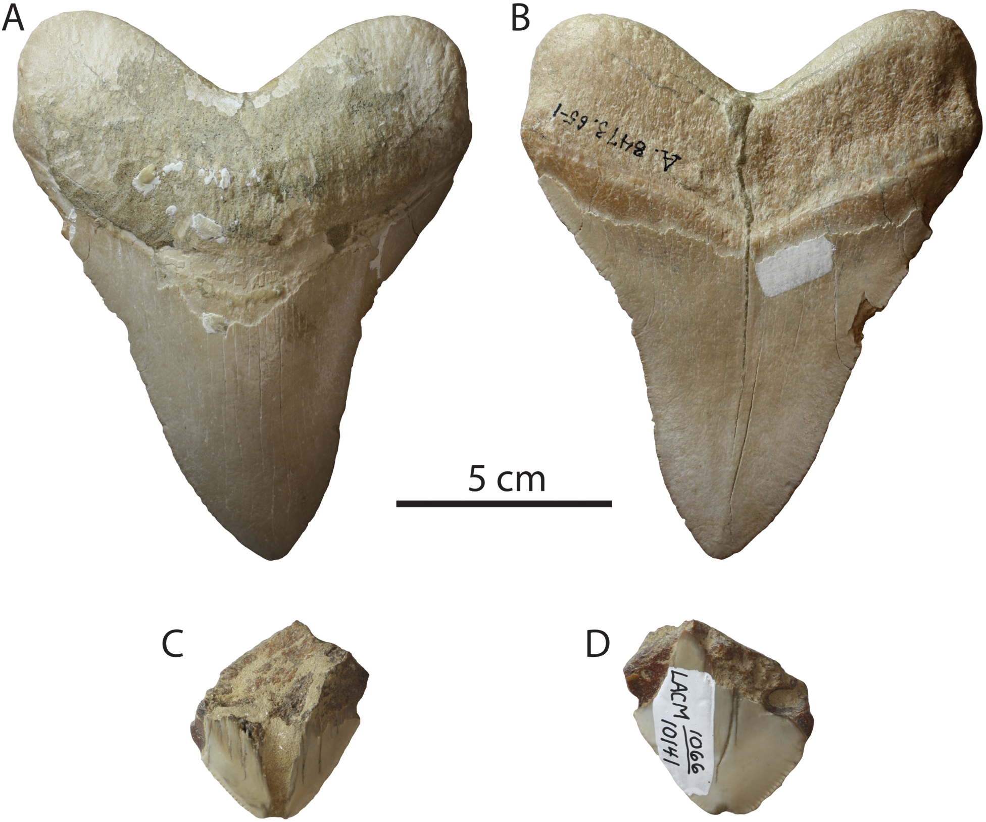 1 1/2 " 2 1/2 " Large Otodus Shark Tooth 5 pcs Moroccan Fossil Teeth