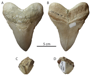 The Early Pliocene extinction of the mega-toothed shark Otodus ...