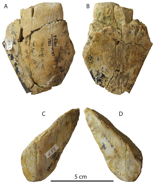 Otodus megalodon teeth from the Fernando Formation.