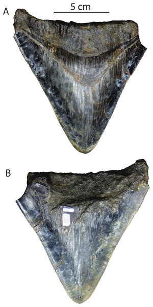 Otodus megalodon tooth from the Purisima Formation.