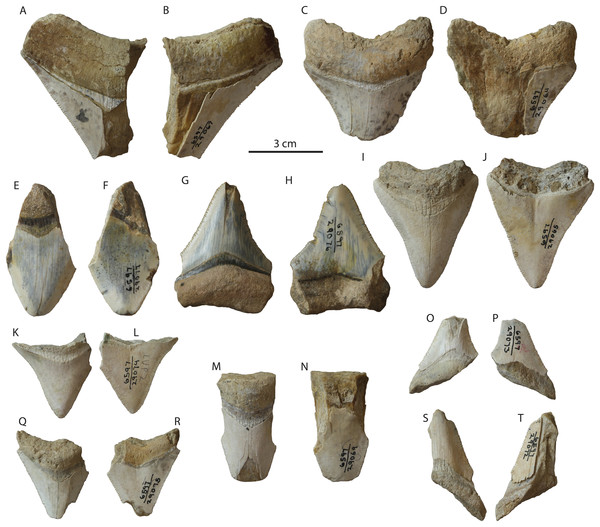 Otodus megalodon teeth from the Tirabuzón Formation.