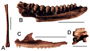 Shifting faunal baselines through the Quaternary revealed by cave ...