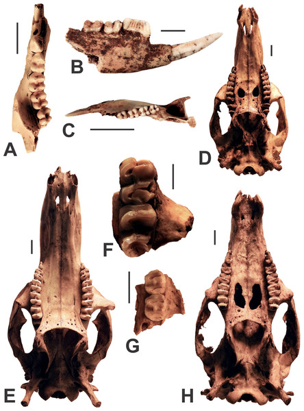 Diprotodontians from the Manning Karst Region.