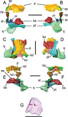 Descriptive anatomy of the largest known specimen of Protoichthyosaurus ...