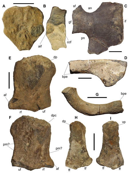 Elements of the postcranial skeleton of BMT 1955.G35.1, Protoichthyosaurus prostaxalis.
