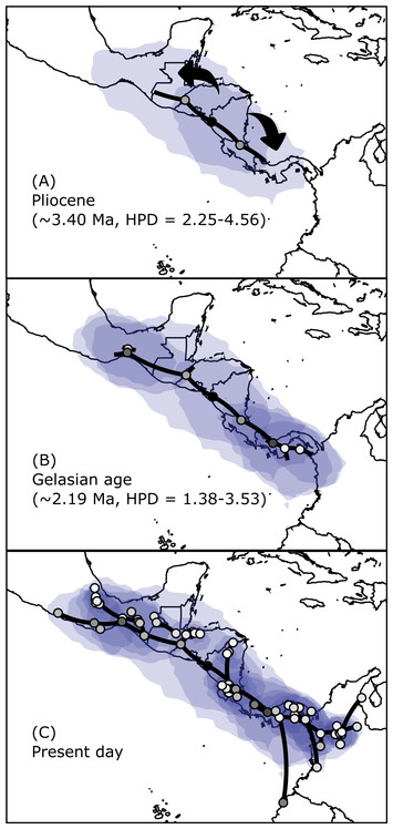 The role of Central American barriers in shaping the evolutionary ...