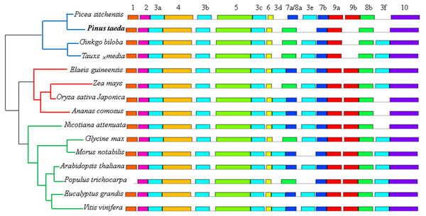 Distribution of conserved motifs of DXR protein sequences in 15 plant species.