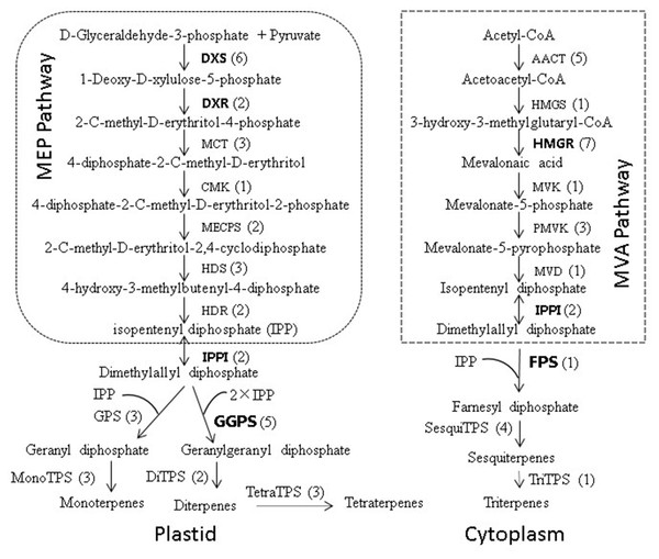 Biosynthetic pathway of terpenoids (adapted from Zulak & Bohlmanu (2010), Liu et al. (2015)).