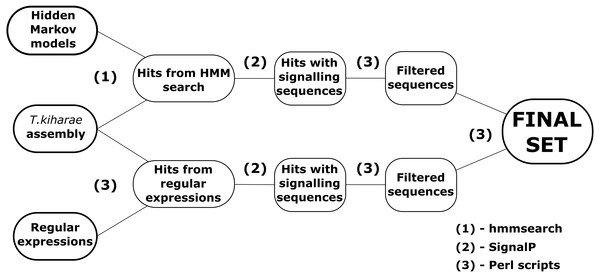 A workflow for DEFL identification in T. kiharae transcriptomes.