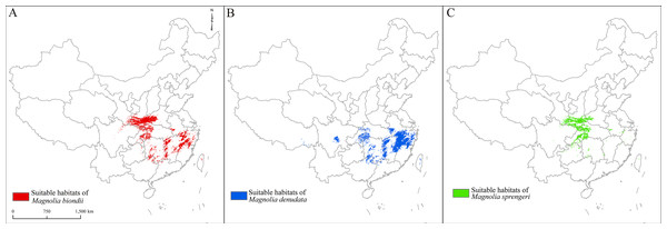 Spatial distribution of suitable habitats of Magnolia biondii, Magnolia denudata, and Magnolia sprengeri.