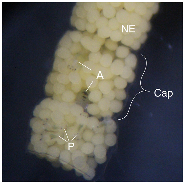 Type III egg mass of B. wellingtonensis.