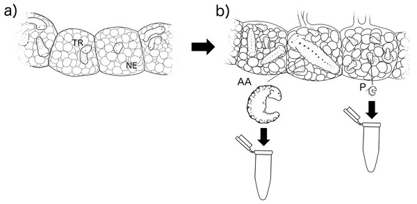 Experimental methodology of larval rearing.