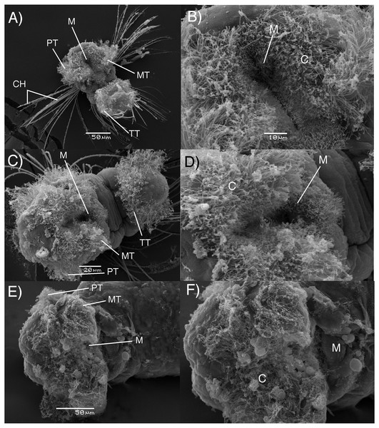 Electron microscopy images of B. wellingtonensis larvae.