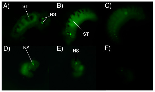 Fluorescence microscopy photographs of B. wellingtonensis larvae.