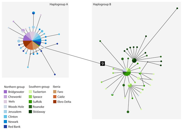 Median-joining cytochrome b haplotype network for Fundulus heteroclitus.