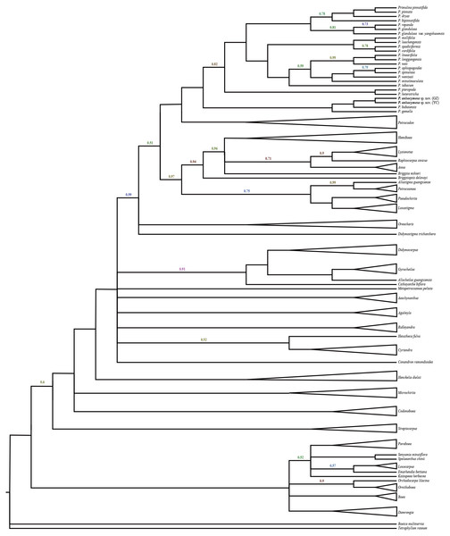Molecular result showing two populations of this new species was strongly supported in a clade, and fell deeply nested in a monophyletic Primulina.
