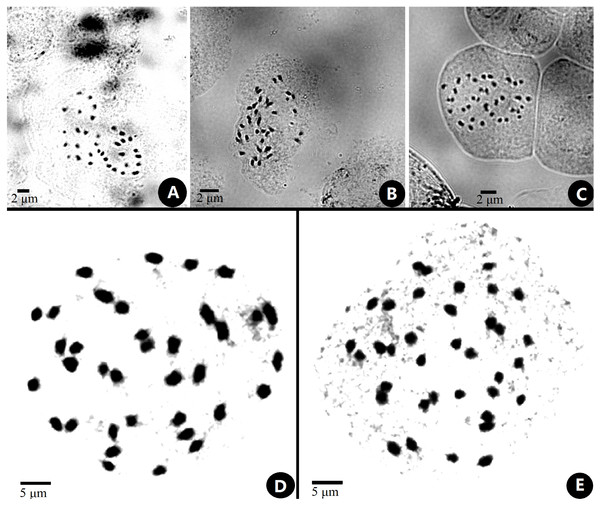 Somatic chromosomes at metaphase of Primulinaanisocymosa.