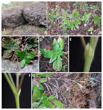 Primulina anisocymosa (Gesneriaceae), a new species with a unique ...