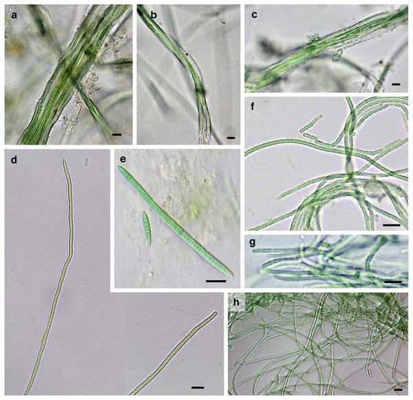 Microphotographs of bundle-forming filamentous cyanobacteria.