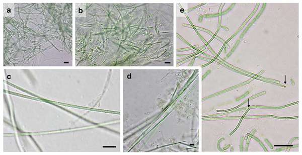 Microphotographs of other filamentous non-heterocystous cyanobacteria.