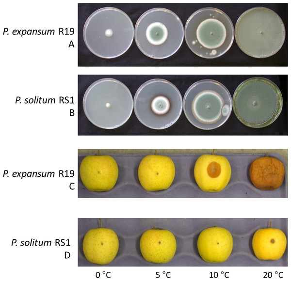 Effect of temperature on fungal growth in culture and during apple fruit decay.