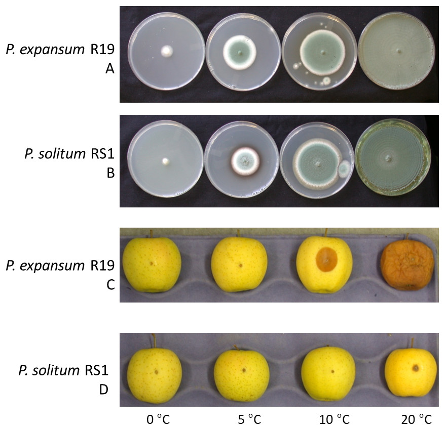 Whole Genome Comparisons Of Penicillium Spp Reveals Secondary Metabolic Gene Clusters And Candidate Genes Associated With Fungal Aggressiveness During Apple Fruit Decay Peerj