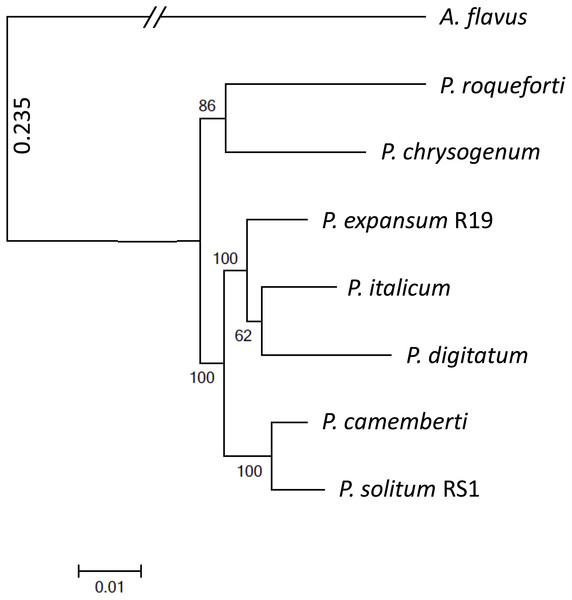 Phylogenomic analysis of seven Penicillium species.