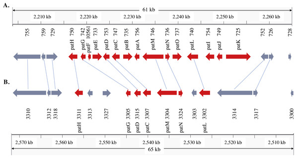 Patulin gene cluster in Penicillium expansum (A) and P. solitum (B).