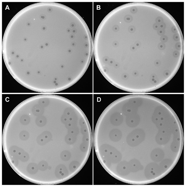 Plaques induced by phage IME200.