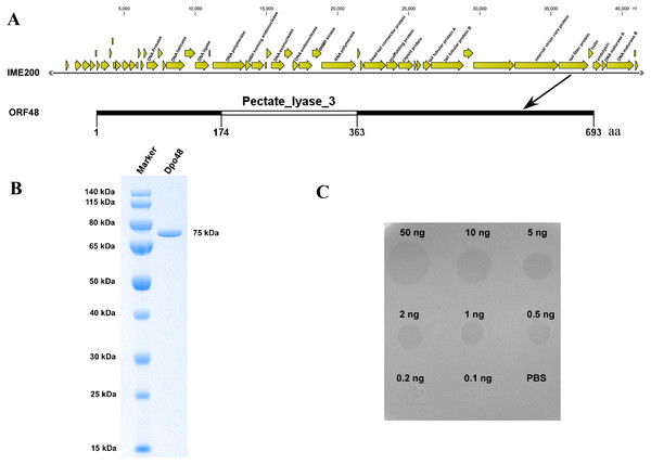 Bioinformatic analysis and expression of ORF48 and determination of its depolymerase activity.