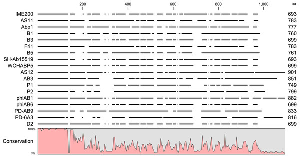 Sequence alignment of putative tail fiber proteins with a polysaccharide depolymerase domain from homologous phages.