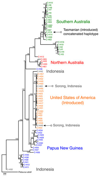 Maximum likelihood analysis demonstrating that Petaurus breviceps samples collected from the pet trade in the United States of America are most closely related to wild-caught individuals from Sorong, West Papua, Indonesia.