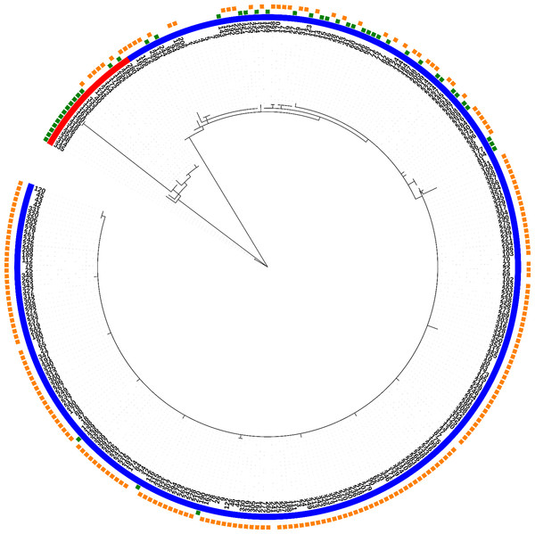 Phylogeny of all fully typed samples (n = 286) divided into 40 STs and two clonal complexes (Nichols-like and SS14-like), based on concatenated sequences of typing loci.