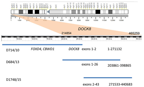 Duplication of the gene DOCK8 in three unrelated patients.