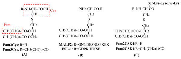 The chemical structures of different TLR2-targeting Pam lipopeptides.