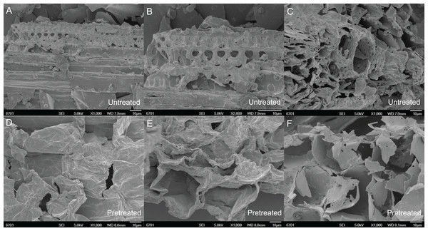 Microscopic performance of mechanical smashing and chemical catalysis of untreated and pretreated pith root in SSB.