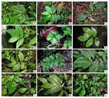 Checklist to the Elatostema (Urticaceae) of Vietnam including 19 new ...