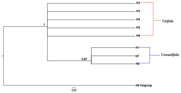 Bayesian inference (BI) phylograms of nine haplotypes based on chloroplast DNA (cpDNA) sequences.