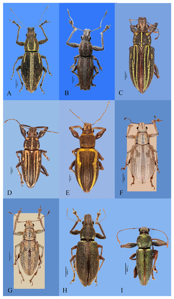 Habitus photographs of Naupactus xanthographus, N. rivulosus and N. auricinctus species groups, dorsal views.